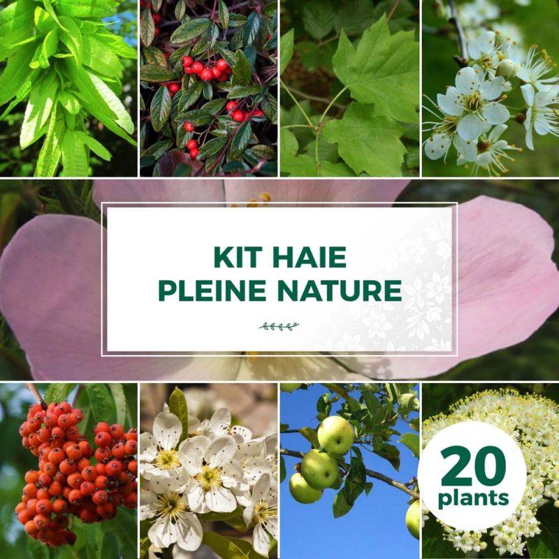Haie Pleine Nature - 20 arbustes -  - Pépinières Naudet - Image 1