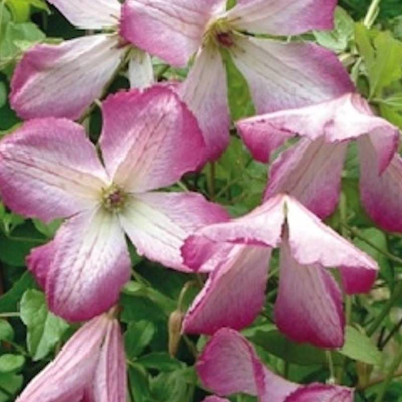 Clématite viticella I Am® Lady Q 'Zoiamlq' à fleurs Rose - feuillage Caduc - Pot de 2L - Tuteur bambou 60/90 cm-  hauteur à maturité De 2,00 m à 2,50 - Image 6
