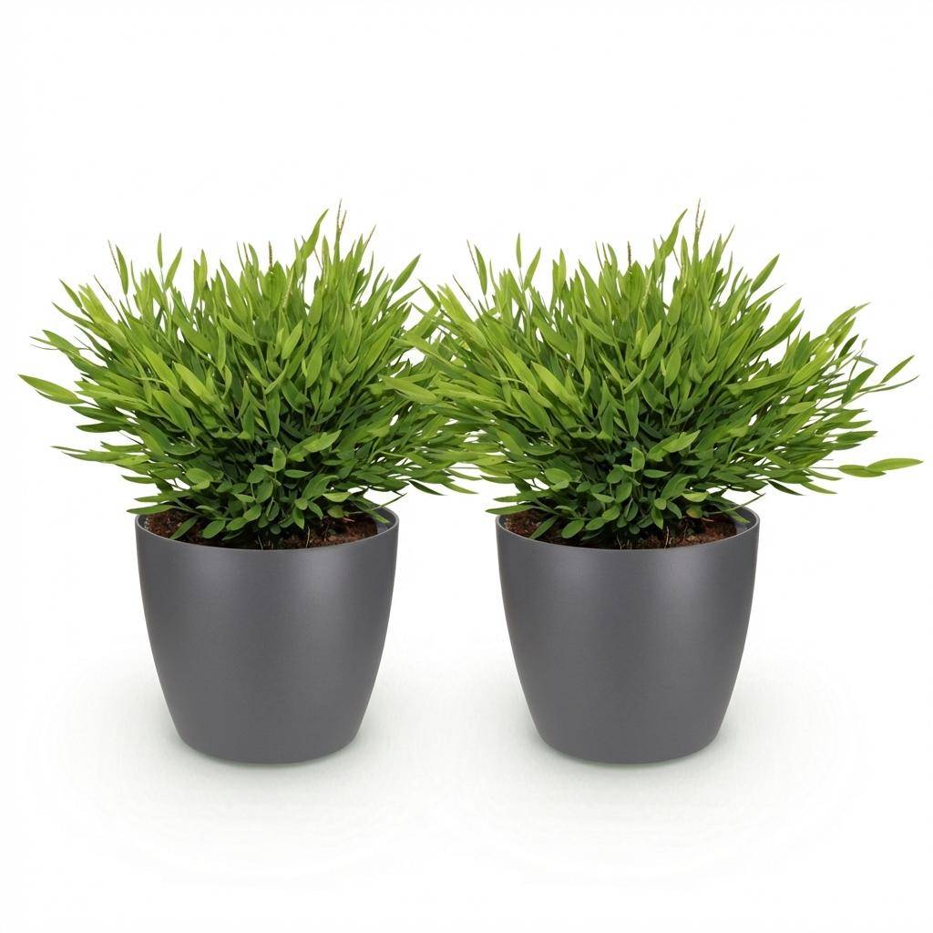 Bamusa Pogonatherum Monica - Pet-friendly - Bambou miniature - Pot de 12cm - Hauteur 20cm - 2 plantes - Gris - Plantes d'intérieur - Image 2