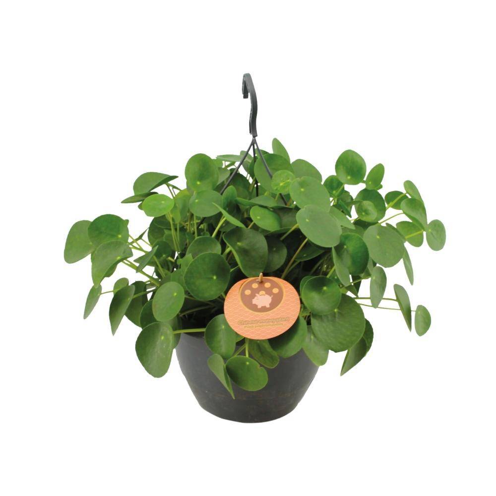 Pilea Peperomioides 40cm - Plante d'intérieur- La Green Touch - Image 1