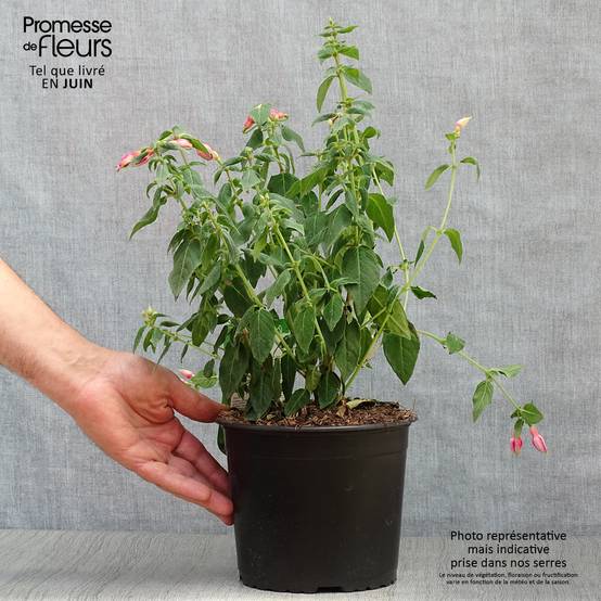 Fuchsia rustique Margaret Pot de 2L/3L - Image 2
