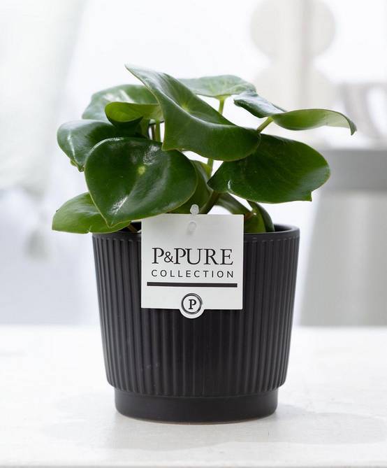 Peperomia Raindrop en pot céramique noir mat - Ø12cm - ↕25cm - Plantes d’intérieur - Image 1