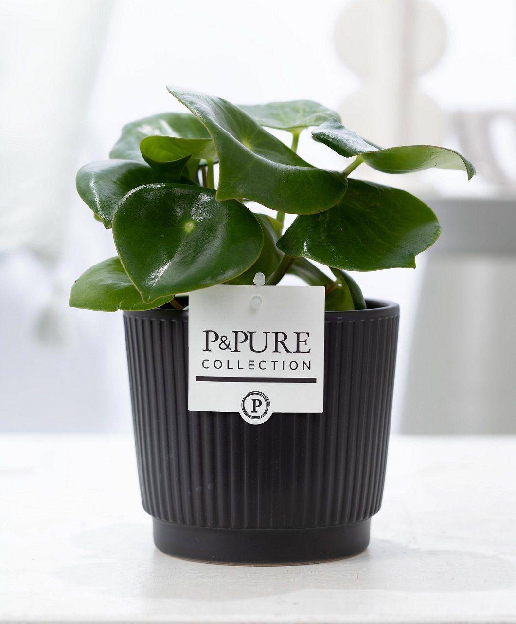 Peperomia Raindrop en pot céramique noir mat - Ø12cm - ↕25cm - Plantes d’intérieur - Image 1