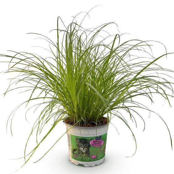 Herbe à Chat - Image 3