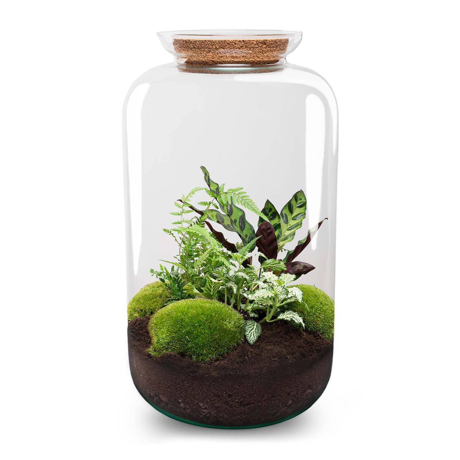 Terrarium à composer bouteille en verre recyclé - Ø23-H43cm - sans outils - Terrarium DIY - Image 2