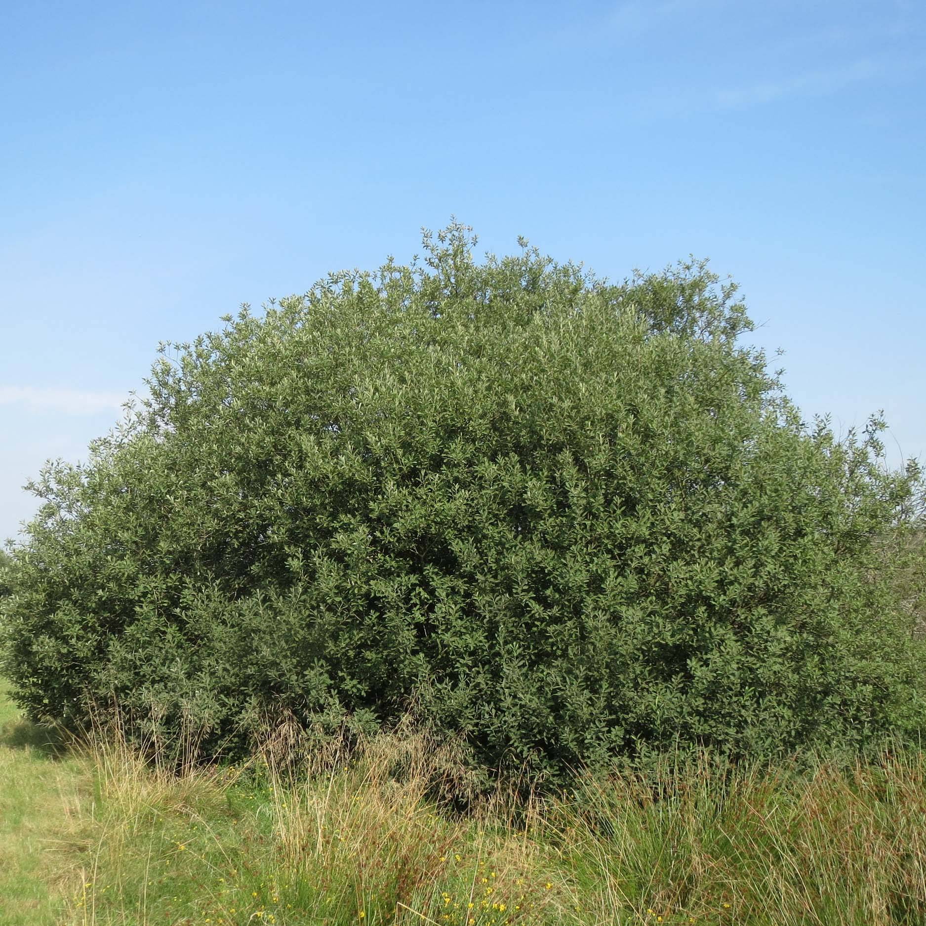 Salix cinerea - Saule cendré  Pot de 2L/3L - Image 1