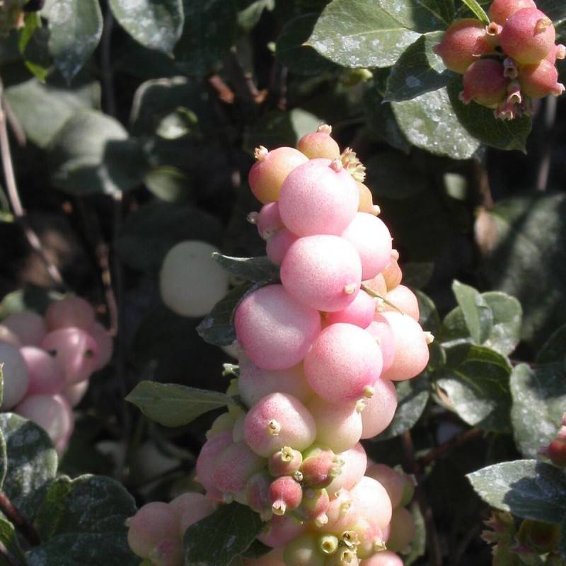 Symphorine Hancock, Symphoricarpos à fleurs Blanche - feuillage Caduc - Pot de 3L - 20/40 cm- hauteur à maturité De 2,50 m à 3,00 m - Image 2