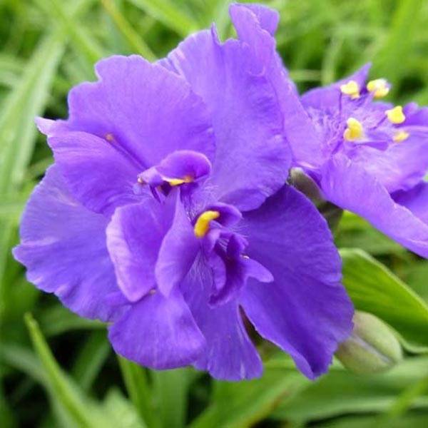 Promesse de Fleurs - Ephémère de Virginie - Tradescantia virginiana Zwanenburg Blue Godet de 8/9 cm