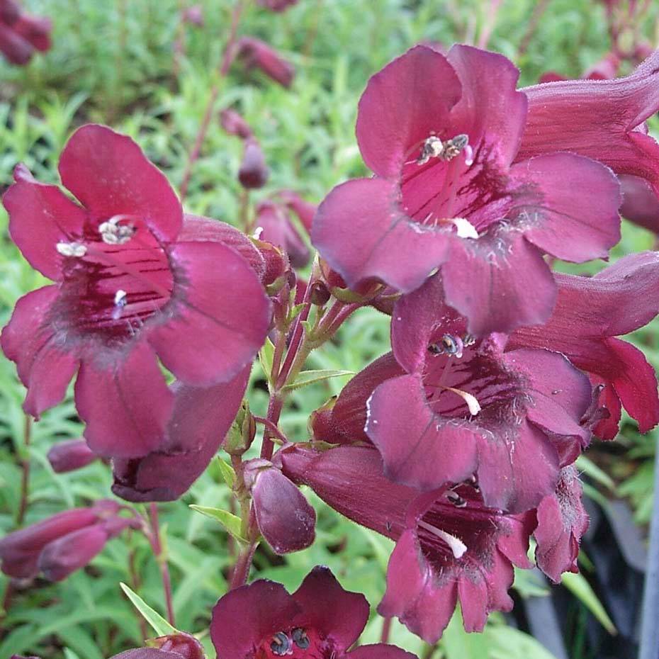 Promesse de Fleurs - Penstemon Rich Ruby - Galane Godet de 7/8 cm