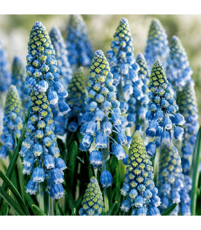 Muscari Armeniacum Sgaravatti 30 bulbes bleus, floraison printanière compacte idéale en bordure et massif - 617444 - Image 1