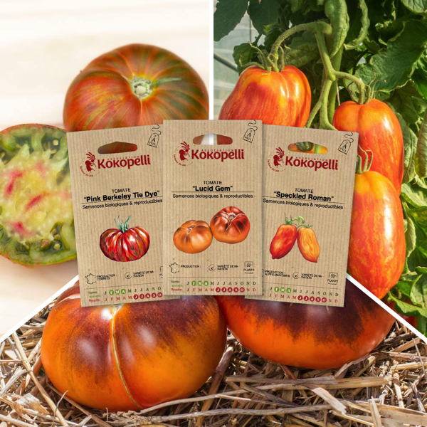 Tomates zébrées - 3 sachets de graines bio à semer- Association Kokopelli - Image 1
