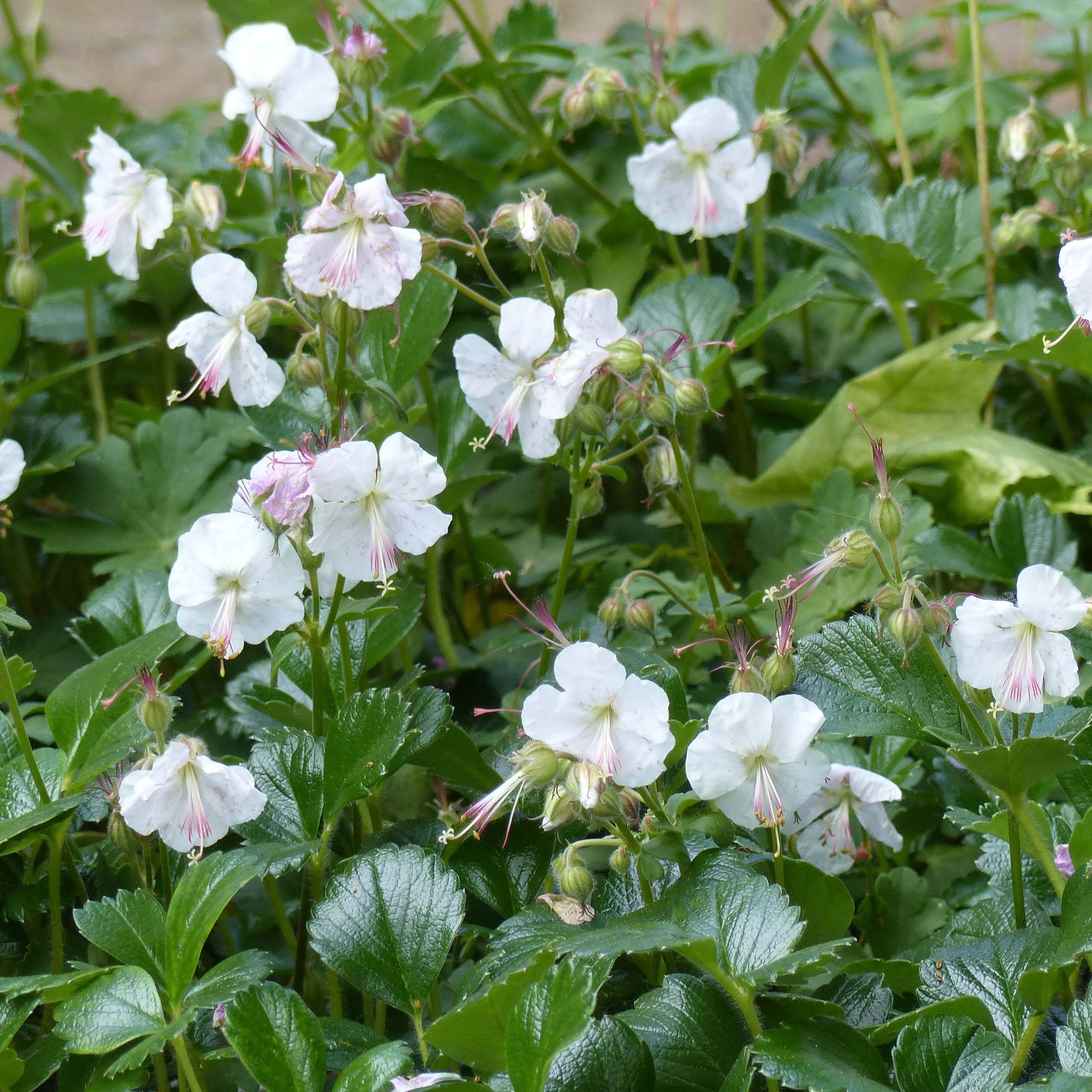 Promesse de Fleurs - Géranium vivace cantabrigiense St Ola Pot de 2L/3L