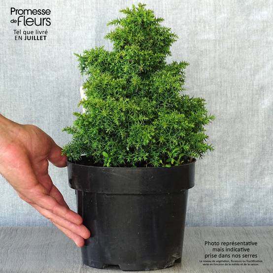 Cryptomeria japonica Yokohama Pot de 2L/3L - Image 2