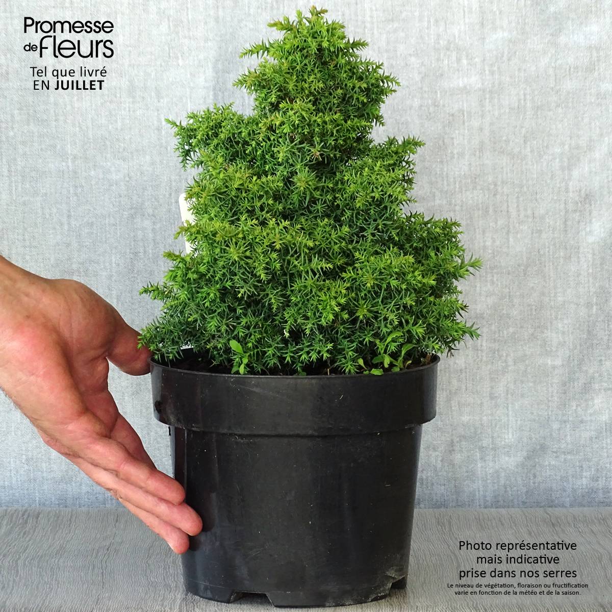 Cryptomeria japonica Yokohama Pot de 2L/3L - Image 2