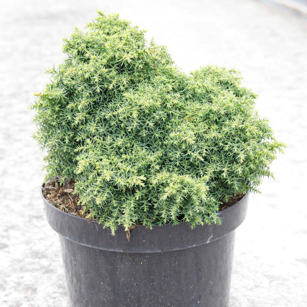Cryptomeria japonica Yokohama Pot de 2L/3L
