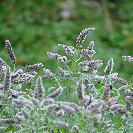 Promesse de Fleurs - Menthe buddleia - Mentha longifolia Buddleja Godet de 8/9 cm