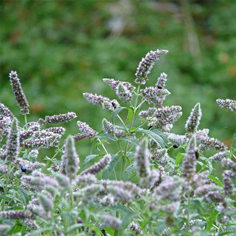 Promesse de Fleurs - Menthe buddleia - Mentha longifolia Buddleja Godet de 8/9 cm