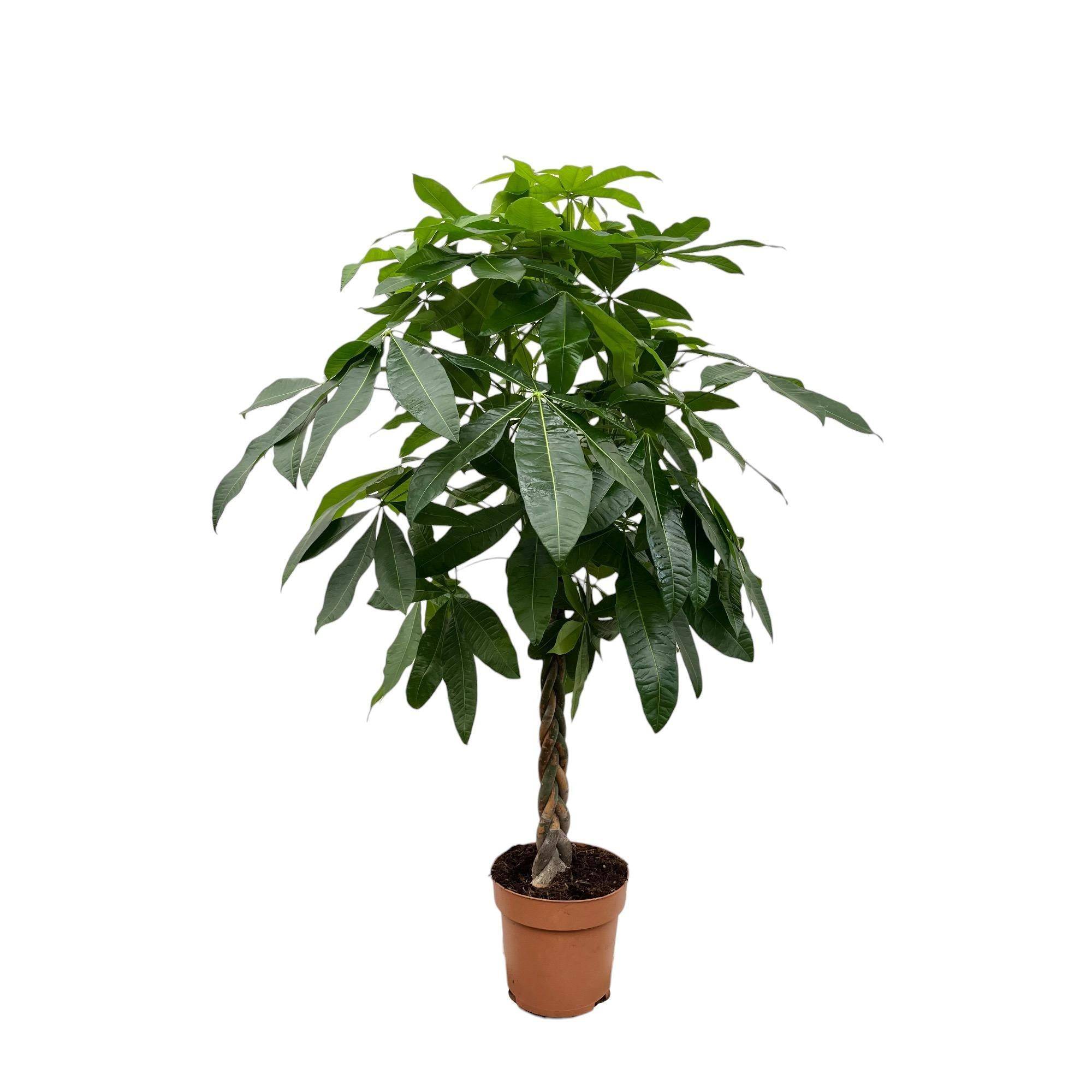 Pachira Aquatica - D27 H150cm