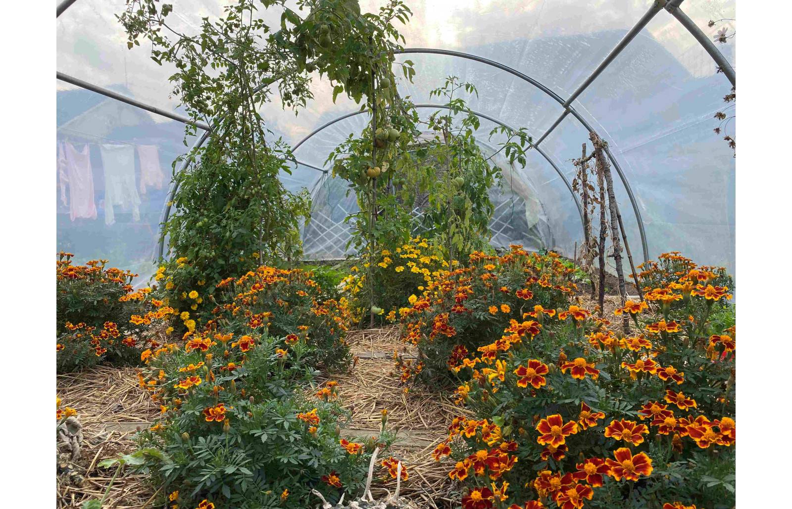 Serre tunnel de jardin - 48m² - 4 x 12 m - Abri Légumes - pieds arrondis - polyéthylène haute densité - 2 portes pivotantes - LES SERRES TONNEAU - Image 4