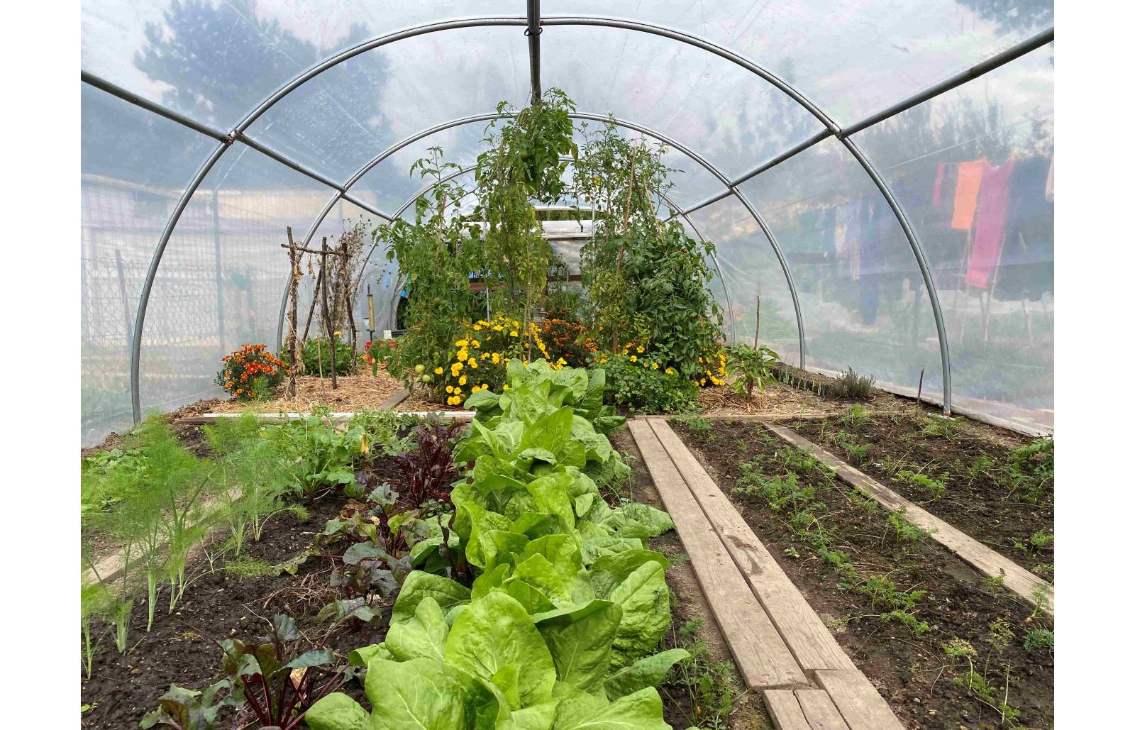 Serre tunnel de jardin - 48m² - 4 x 12 m - Abri Légumes - pieds arrondis - polyéthylène haute densité - 2 portes pivotantes - LES SERRES TONNEAU - Image 5