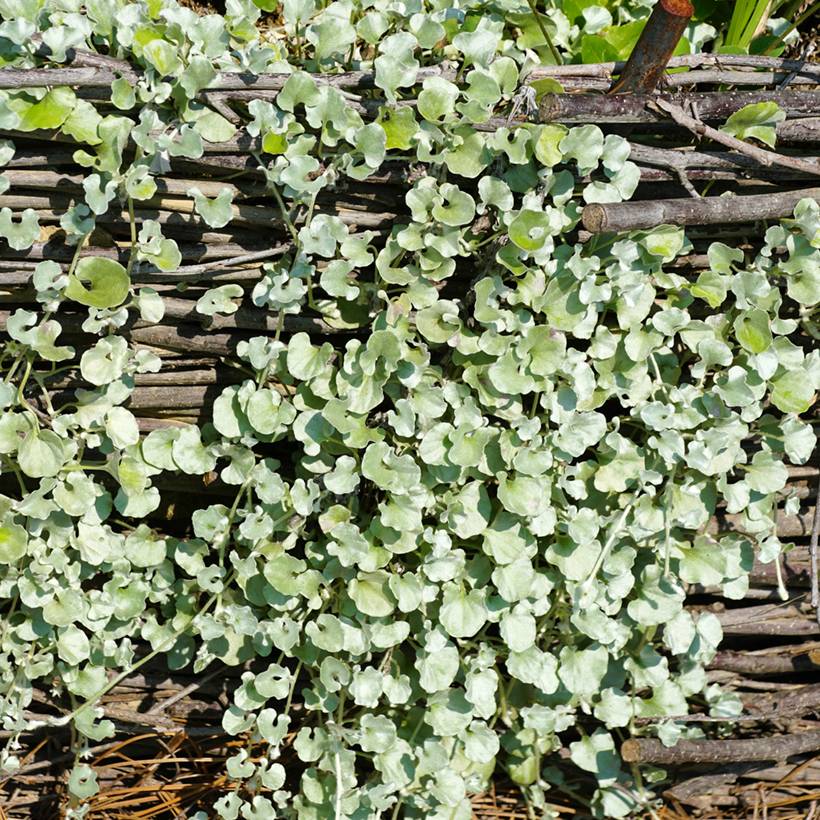 Graines de Dichondra argentée - Dichondra argentea Silver Falls  le sachet de 10 graines environ
