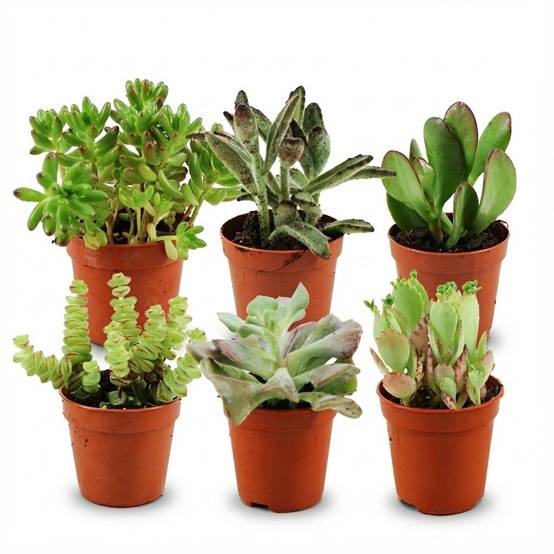 Mini plantes grasses - lot de 6 - Ø5,5cm - ↕10cm - Plantes d’intérieur - Image 1