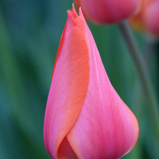 Promesse de Fleurs - Tulipe simple tardive Temple of Beauty Bulbe calibre 11+ (par 10)