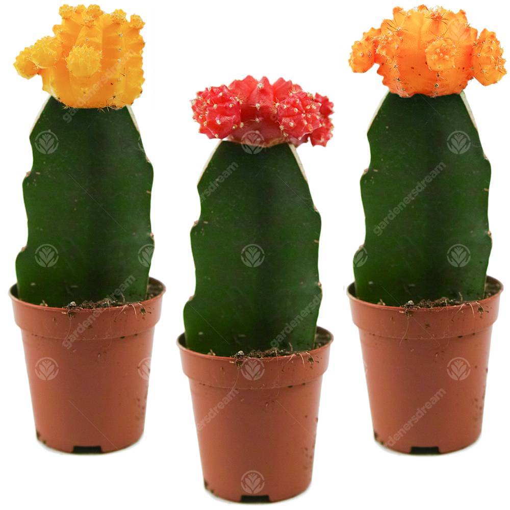 Gardenersdream - Assortiment Cactus Disco Plante D'Intérieur Pour Maison / Bureau Parfaite Pour Cadeau D'Invité De Mariage (Lot De 3) - GardenersDream - Image 1