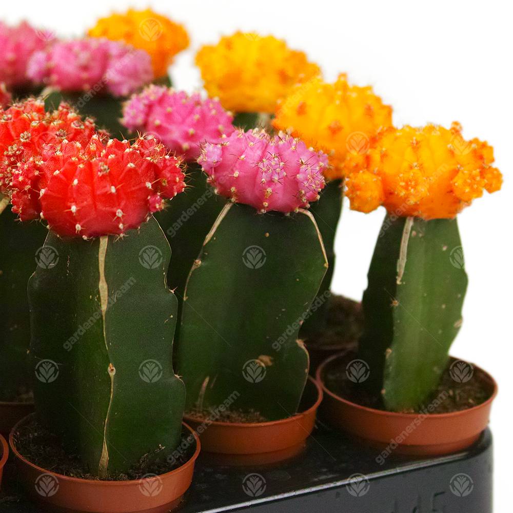 Gardenersdream - Assortiment Cactus Disco Plante D'Intérieur Pour Maison / Bureau Parfaite Pour Cadeau D'Invité De Mariage (Lot De 3) - GardenersDream - Image 5