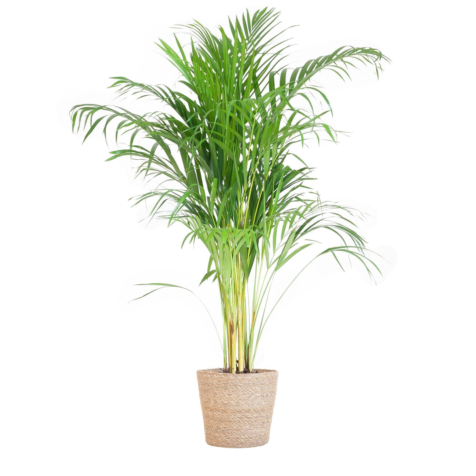La Green Touch - Palmier Areca et son pot- La Green Touch Panier naturel - Hauteur 100cm