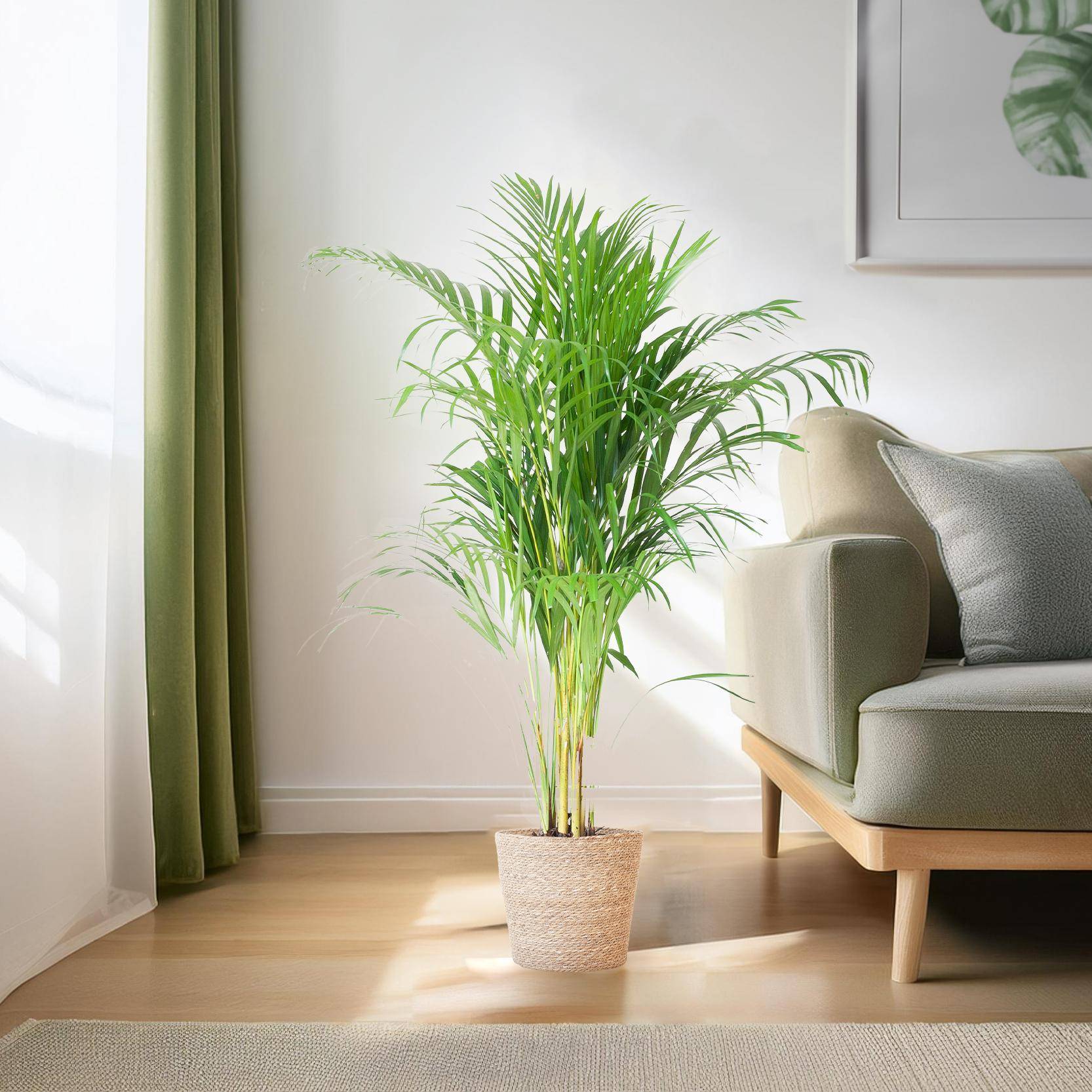 La Green Touch - Palmier Areca et son pot- La Green Touch Panier naturel - Hauteur 100cm