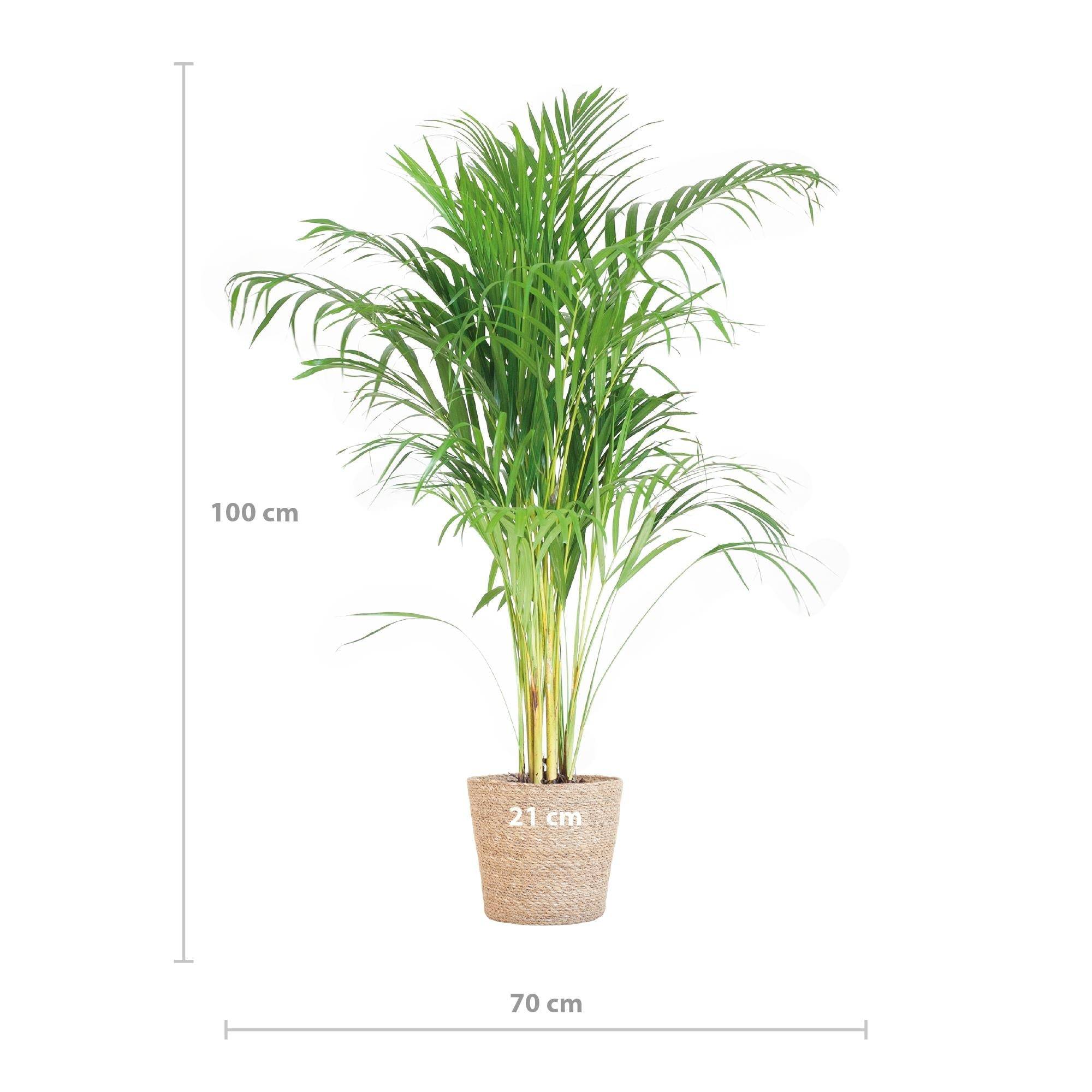 La Green Touch - Palmier Areca et son pot- La Green Touch Panier naturel - Hauteur 100cm - Image 3