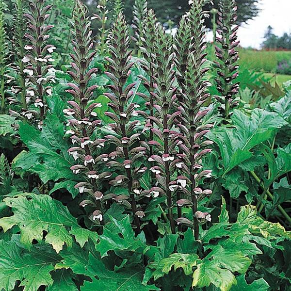 Promesse de Fleurs - Acanthus mollis - Acanthe à feuilles molles Pot de 2L/3L