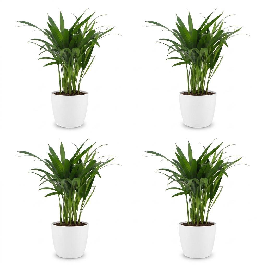 Palmier Areca - Dypsis lutescens - avec pot blanc - lot de 4 - Ø12cm - ↕45cm - Plantes d’intérieur - Image 2