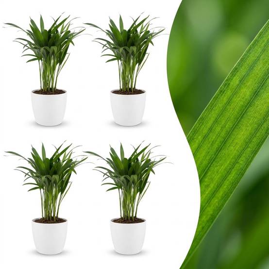 Palmier Areca - Dypsis lutescens - avec pot blanc - lot de 4 - Ø12cm - ↕45cm - Plantes d’intérieur - Image 1