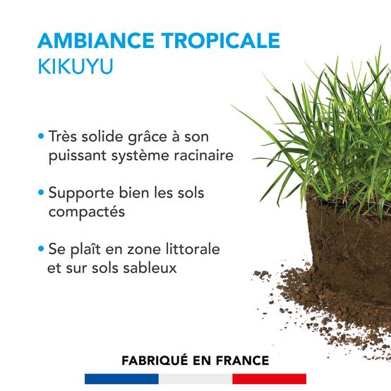 Pelouse Ambiance Tropicale - Kikuyu - Puissant Système Racinaire - Sols Compactés ou Sableux - Zone Littorale - 500G - BARENBRUG - Image 2