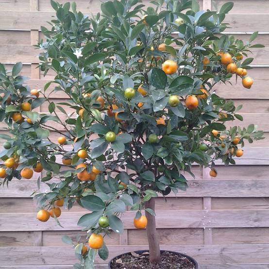 Calamondin - Citrus madurensis (mitis) Pot de 4L/5L, 1/4 de tige