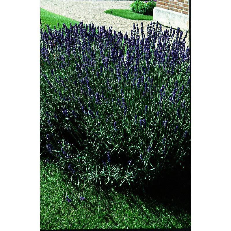 Promesse de Fleurs - Lavande Vraie BIO le sachet de 150 graines environ (0,21g)