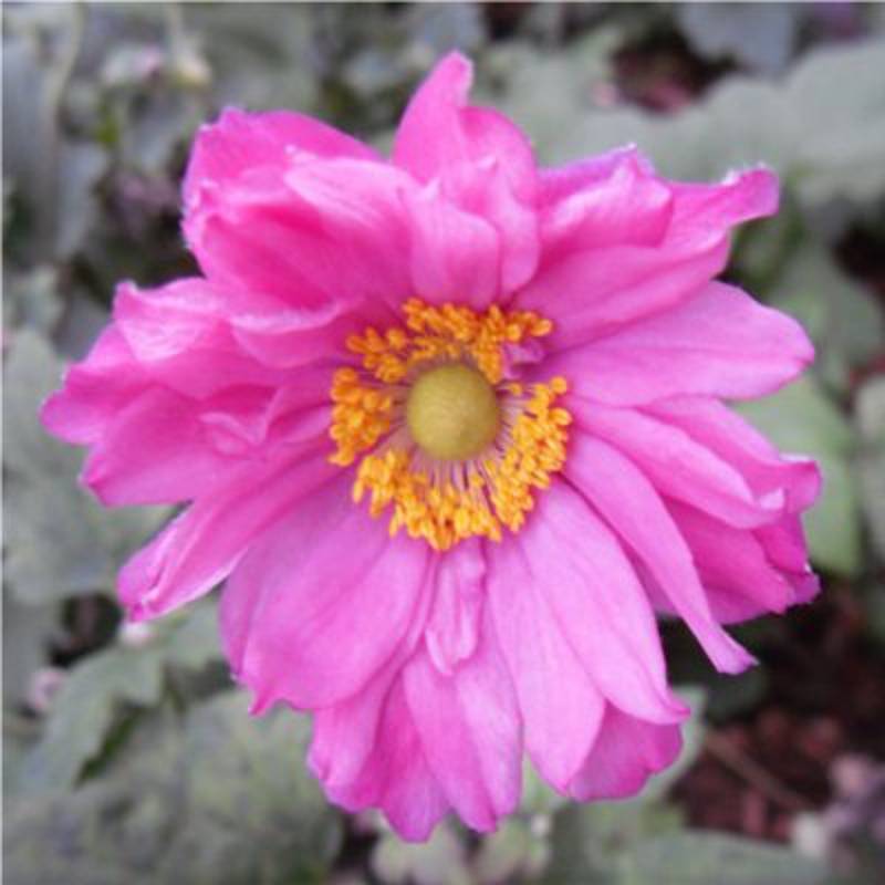 Promesse de Fleurs - Anémone du Japon Prinz Heinrich - Anemone hupehensis Pot de 2L/3L