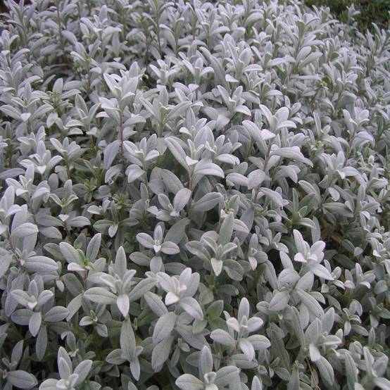 Promesse de Fleurs - Cerastium biebersteinii - Oreille de souris Pot de 2L/3L