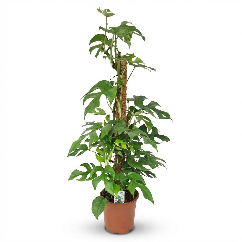 Monstera Minima avec tuteur - Monstera Rhaphidophora tetrasperma - Pot de 19cm - Hauteur 90cm - Sans cache-pot - Plantes d'intérieur - Image 1