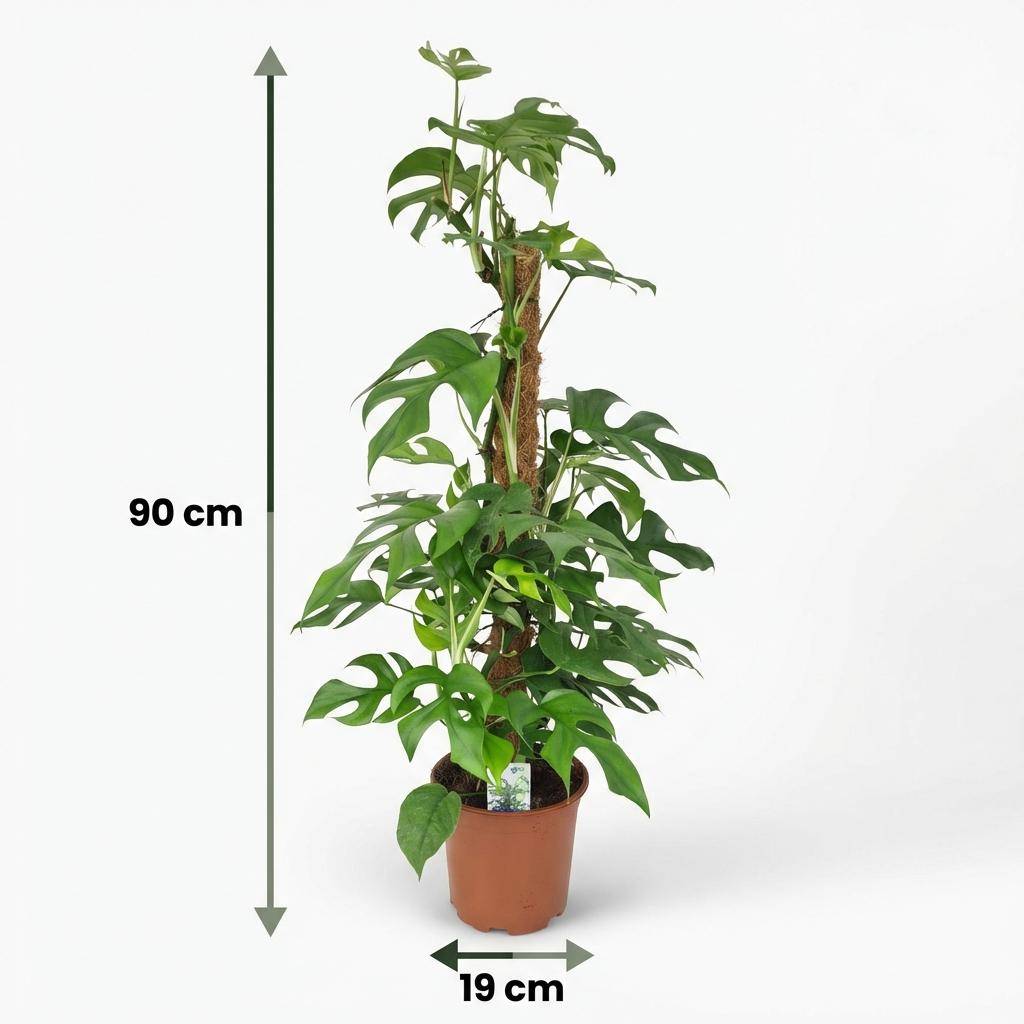 Monstera Minima avec tuteur - Monstera Rhaphidophora tetrasperma - Pot de 19cm - Hauteur 90cm - Sans cache-pot - Plantes d'intérieur - Image 5