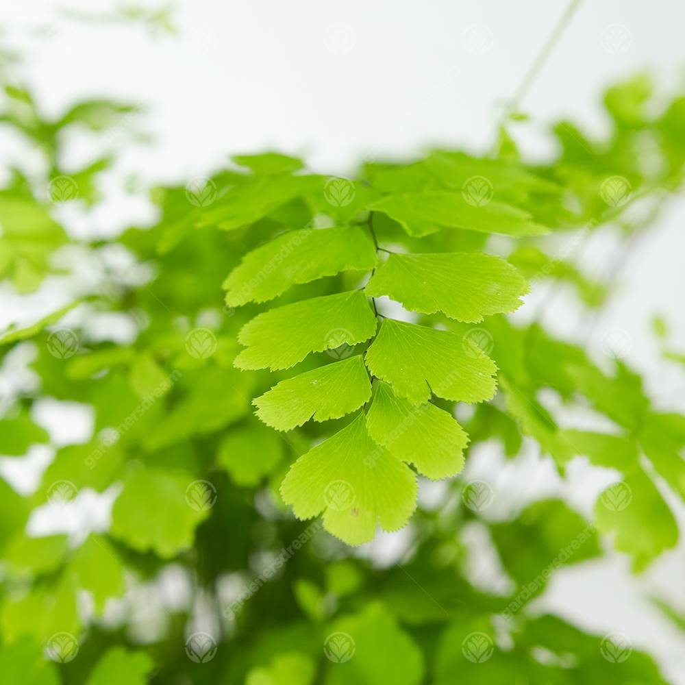 Gardenersdream - Adiantum Raddianum Fragrans Fougère Cheveux De Vénus Plante D'Intérieur Vivante En Pot De 12 Cm - GardenersDream - Image 2