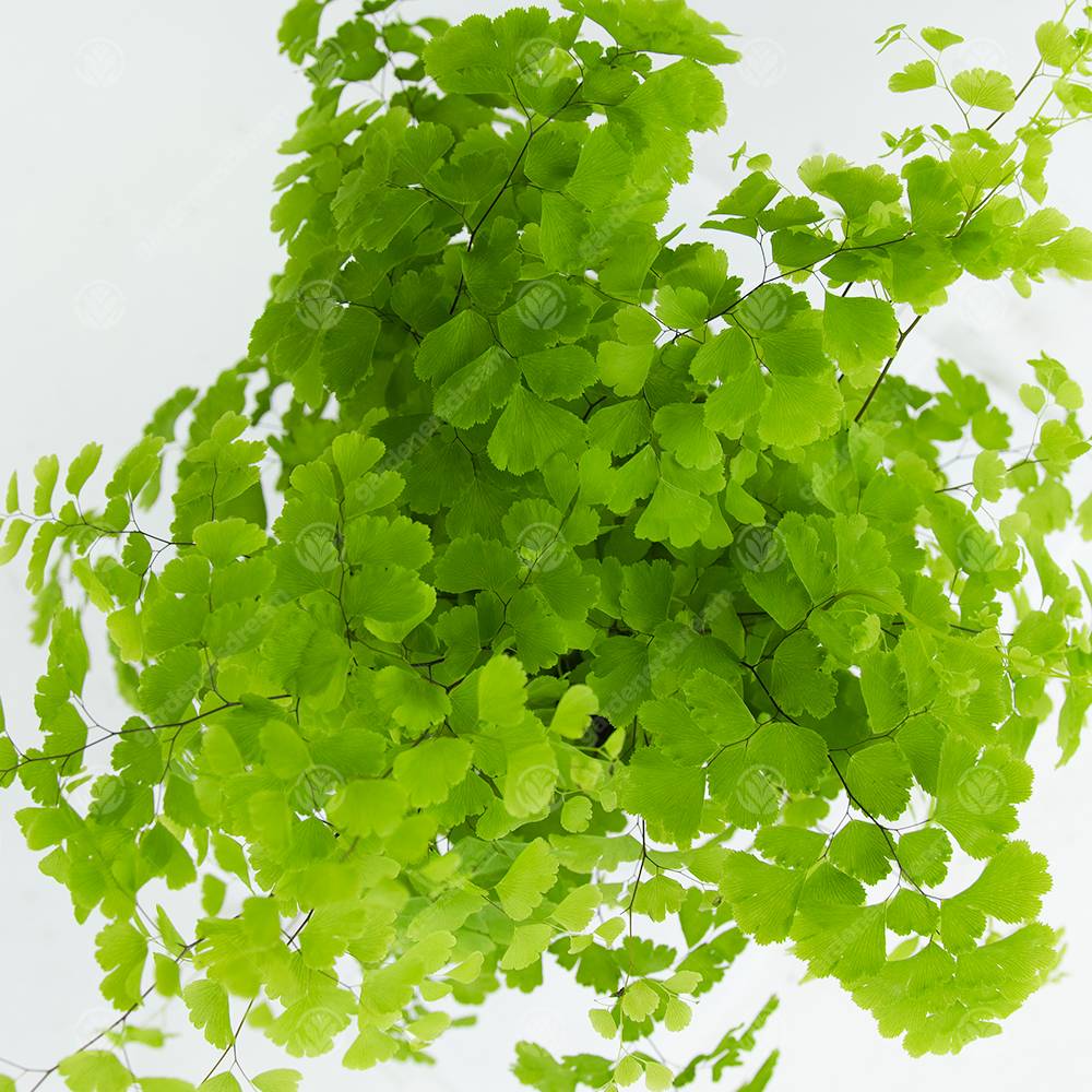 Gardenersdream - Adiantum Raddianum Fragrans Fougère Cheveux De Vénus Plante D'Intérieur Vivante En Pot De 12 Cm - GardenersDream - Image 4
