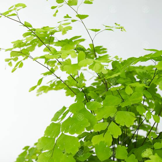 Gardenersdream - Adiantum Raddianum Fragrans Fougère Cheveux De Vénus Plante D'Intérieur Vivante En Pot De 12 Cm - GardenersDream - Image 3