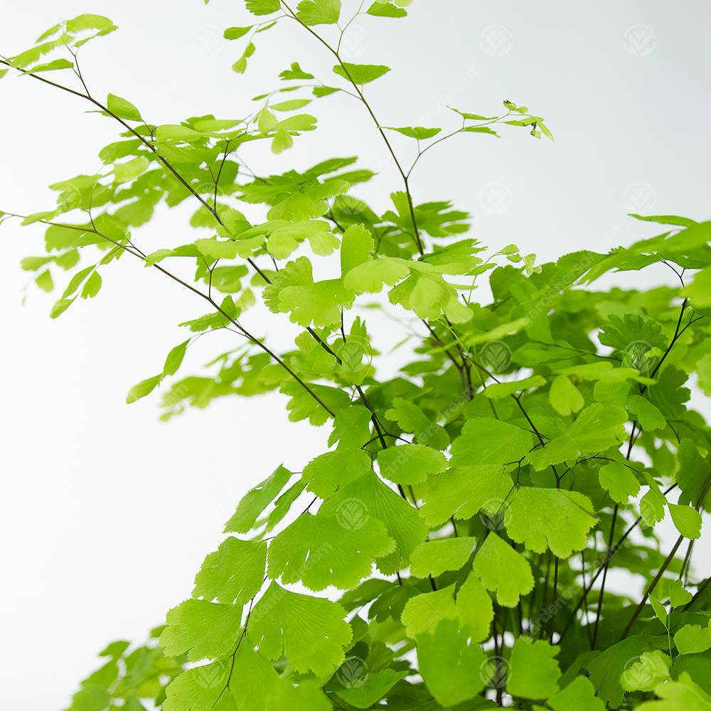 Gardenersdream - Adiantum Raddianum Fragrans Fougère Cheveux De Vénus Plante D'Intérieur Vivante En Pot De 12 Cm - GardenersDream - Image 3
