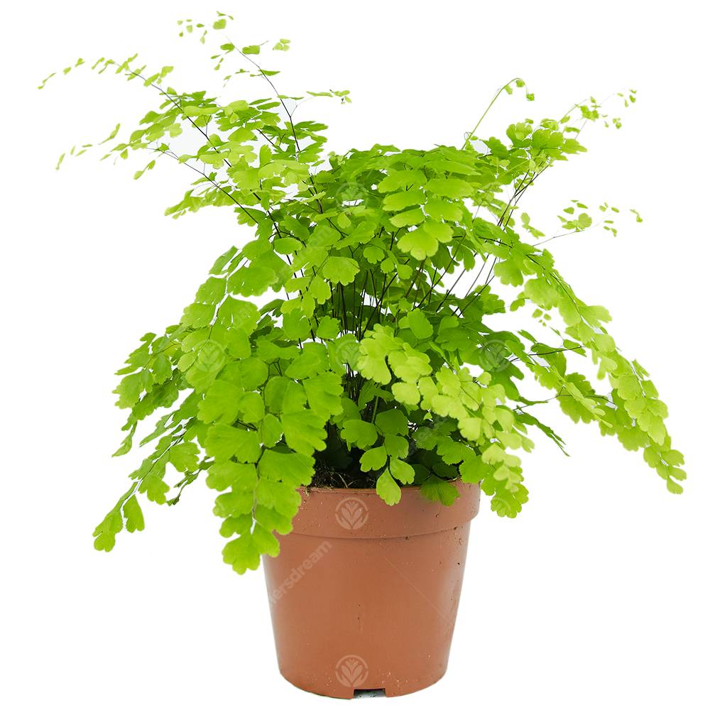 Gardenersdream - Adiantum Raddianum Fragrans Fougère Cheveux De Vénus Plante D'Intérieur Vivante En Pot De 12 Cm - GardenersDream