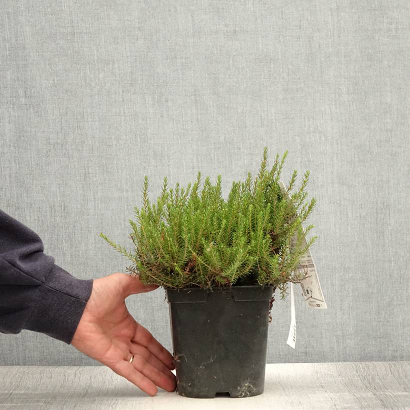 Bruyère des neiges - Erica carnea Myreton Ruby Pot de 1,5L/2L - Image 2
