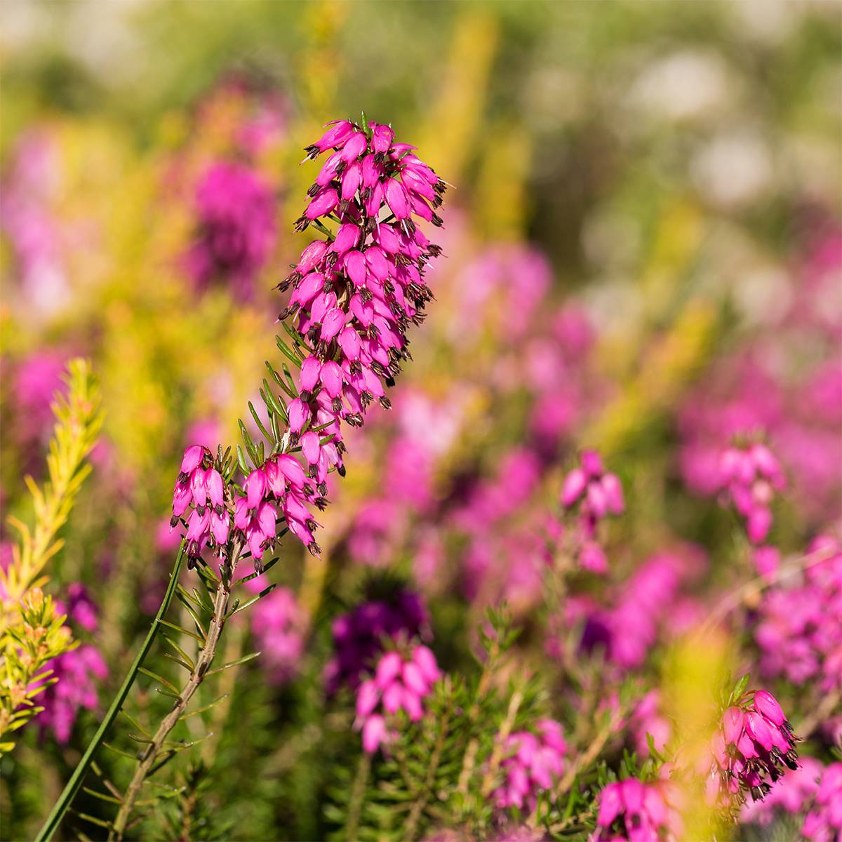 Bruyère des neiges - Erica carnea Myreton Ruby  Pot de 1,5L/2L - Image 1