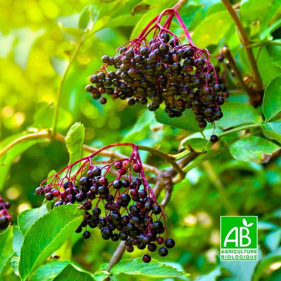 Sureau noir 'Korsor' BIO (Sambucus nigra 'Korsor') - Godet 9cm - Pépinières Naudet - Image 1